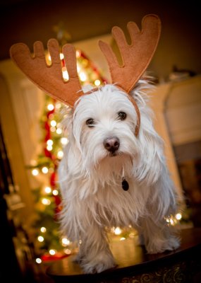 Image 0403 - Professional Animals photography by Bobby Shull