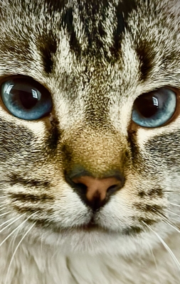 Image 5690 - Professional Animals photography by Bobby Shull