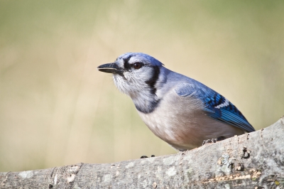 Image 2056 - Professional Birds photography by Bobby Shull