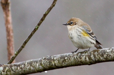 Image 2059 - Professional Birds photography by Bobby Shull