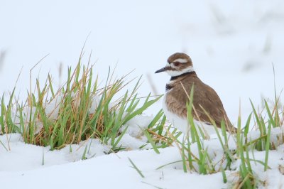 Image 4350 - Professional Birds photography by Bobby Shull