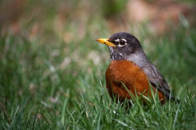 Image 5453 - Professional Birds photography by Bobby Shull