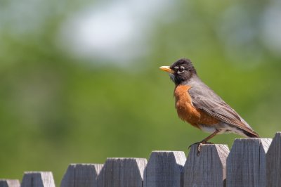 Image 8796 - Professional Birds photography by Bobby Shull