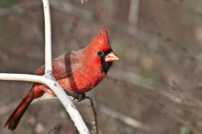 Image 9223 - Professional Birds photography by Bobby Shull