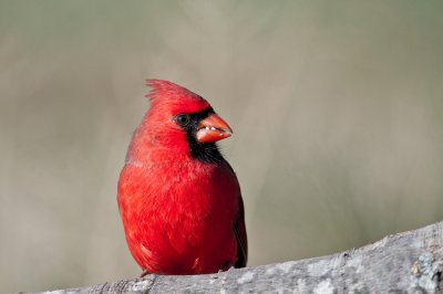 Image 9360 - Professional Birds photography by Bobby Shull