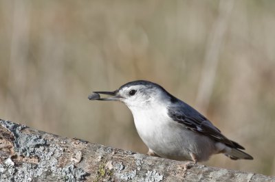 Image 9400 - Professional Birds photography by Bobby Shull