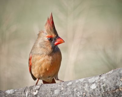 Image 9424 - Professional Birds photography by Bobby Shull
