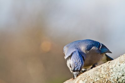 Image 9501 - Professional Birds photography by Bobby Shull