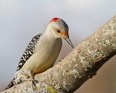 Image 9539 - Professional Birds photography by Bobby Shull