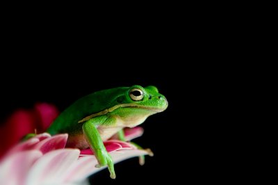 Crw 5414 - Professional Macro photography by Bobby Shull