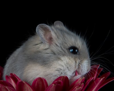 Crw 8136 - Professional Macro photography by Bobby Shull