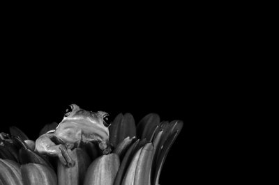 Crw 8426 - Professional Macro photography by Bobby Shull