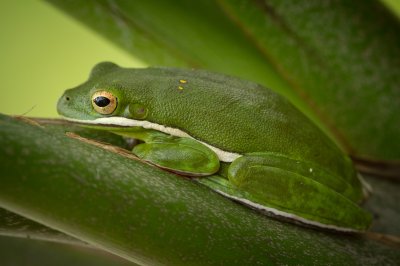 Image 1879 - Professional Macro photography by Bobby Shull