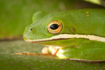 Image 1893 - Professional Macro photography by Bobby Shull