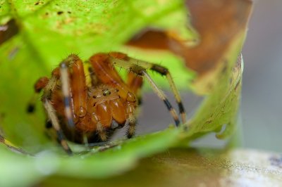 Image 4753 - Professional Macro photography by Bobby Shull