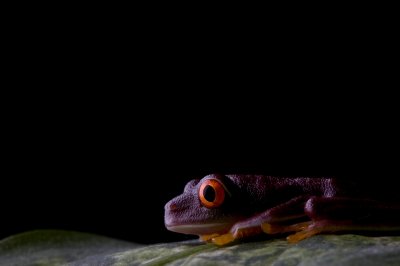 Image 7856 - Professional Macro photography by Bobby Shull