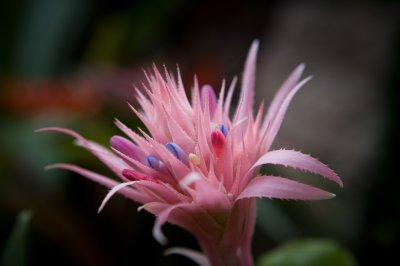 Image 8822 - Professional Macro photography by Bobby Shull