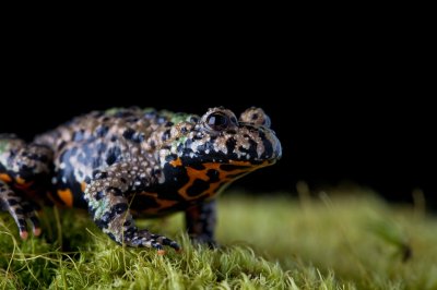 Image 9012 - Professional Macro photography by Bobby Shull