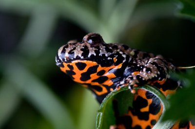 Image 9115 - Professional Macro photography by Bobby Shull