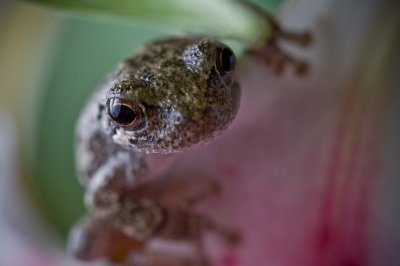 Image 9191 - Professional Macro photography by Bobby Shull
