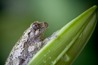 Image 9285 - Professional Macro photography by Bobby Shull
