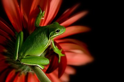 Bs062 - Professional Macro photography by Bobby Shull