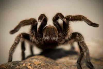 Crw 140 - Professional Macro photography by Bobby Shull