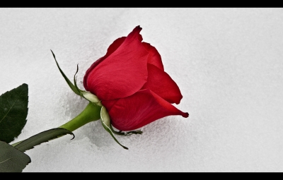 Image 4907 - Professional photography by Bobby Shull