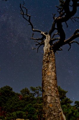 Image 8184 - Professional Starscapes photography by Bobby Shull