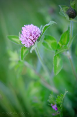Dscf0757 - Professional Wildflowers photography by Bobby Shull