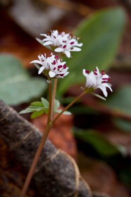 Image 3910 - Professional Wildflowers photography by Bobby Shull