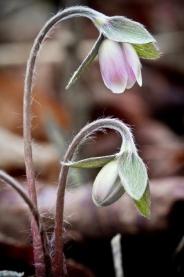 Image 3912 - Professional Wildflowers photography by Bobby Shull