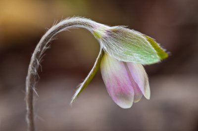 Image 3928 - Professional Wildflowers photography by Bobby Shull