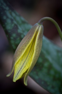 Image 5510 - Professional Wildflowers photography by Bobby Shull