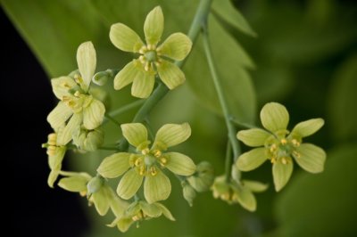 Image 6174 - Professional Wildflowers photography by Bobby Shull
