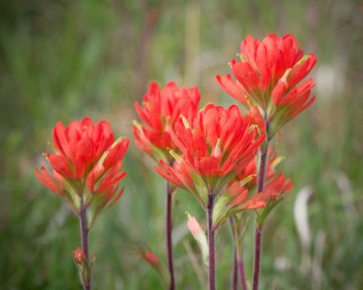 Image 6882 - Professional Wildflowers photography by Bobby Shull