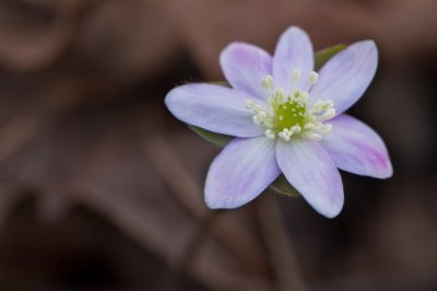 Image 7232 - Professional Wildflowers photography by Bobby Shull