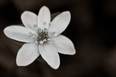 Image 7233 - Professional Wildflowers photography by Bobby Shull