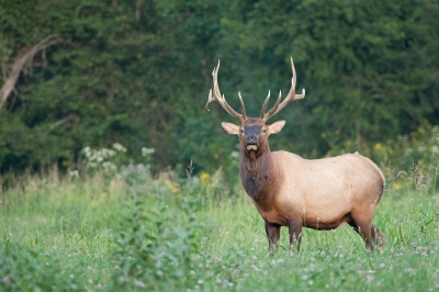 Crw 00011 - Professional Wildlife photography by Bobby Shull