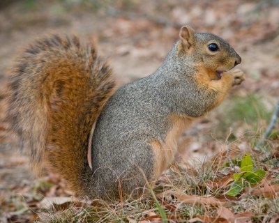 Crw 4754 - Professional Wildlife photography by Bobby Shull