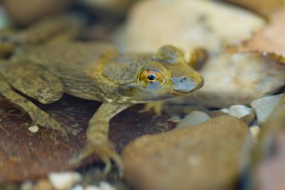 Image 0069 - Professional Wildlife photography by Bobby Shull