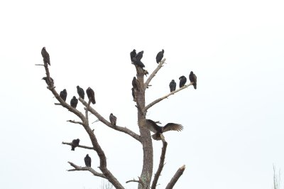 Image 0339 - Professional Wildlife photography by Bobby Shull