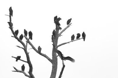 Image 0340 - Professional Wildlife photography by Bobby Shull