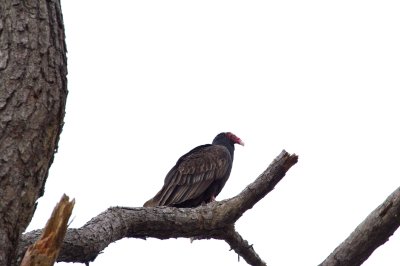 Image 0348 - Professional Wildlife photography by Bobby Shull