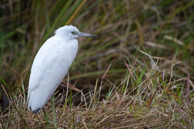 Image 0425 - Professional Wildlife photography by Bobby Shull