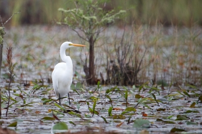 Image 0454 - Professional Wildlife photography by Bobby Shull