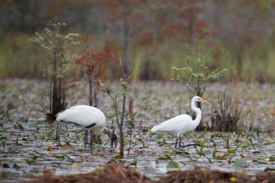 Image 0457 - Professional Wildlife photography by Bobby Shull