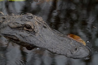 Image 0549 - Professional Wildlife photography by Bobby Shull