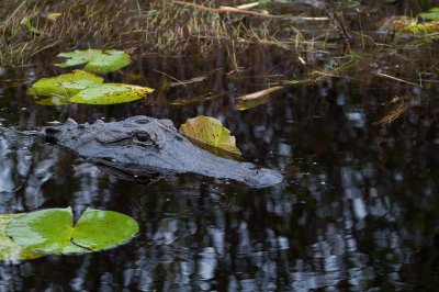 Image 0553 - Professional Wildlife photography by Bobby Shull