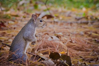 Image 0609 - Professional Wildlife photography by Bobby Shull